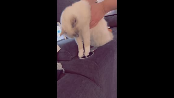 Adorable cat socks takes napping to the next level by sleeping in cup holders
