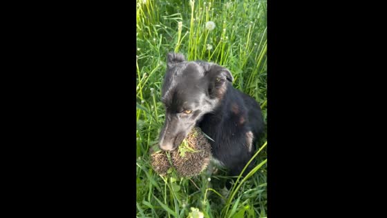 Dramatic morning encounter: dog and hedgehog face-off in St. Petersburg bushes