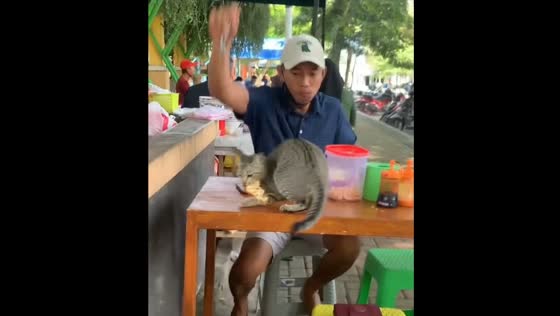 Cat snatches chicken from nearby table during breakfast in Palu, Indonesia