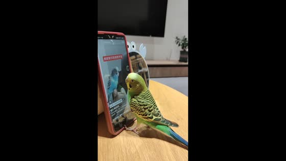 Persistent Budgerigar scrolls phone in Guizhou, China