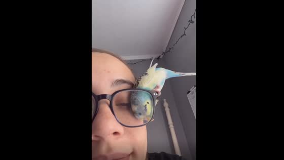 Bird's-eye view: sky the budgie's playful encounter with glasses
