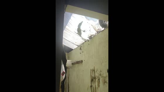 Monitor lizard falls into house in Bantul, Yogyakarta – dramatic video
