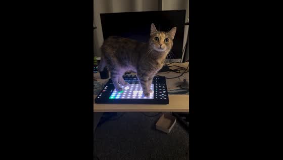 Groove queen: cat stands on music instrument in Wrocław