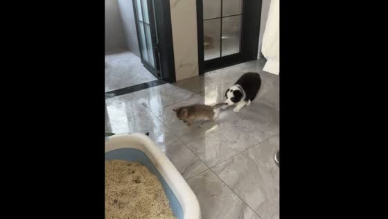 Puppy pulls kitten's tail in playful antics