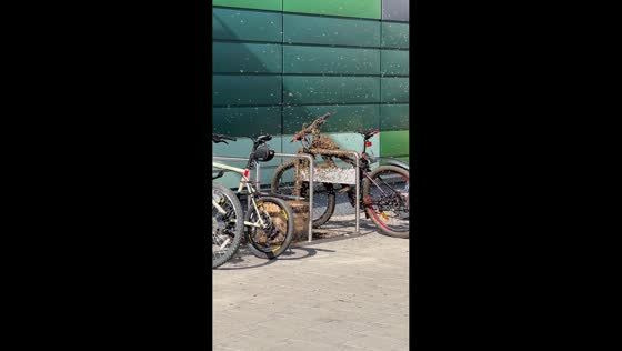 Swarm of bees gathers on bicycle in Minsk, Belarus