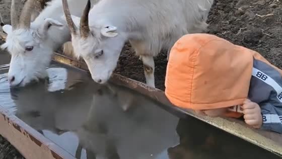 Child almost drinks water meant for goats