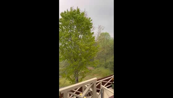 Overcast rain supports river restoration greening in Valle Crucis, North Carolina, USA