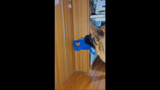 German shepherd’s tug-of-war surprise in Jilin, China
