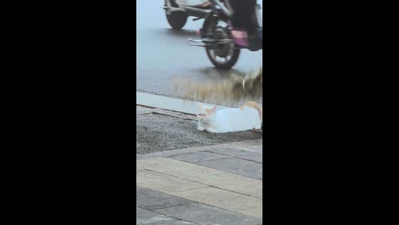 Sanitation worker pets cat with broomstick in Hebei, China