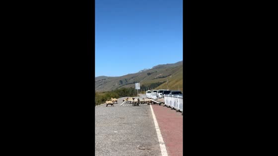 Herd of sheep hilariously breaks through temporary road barriers in Xinjiang, China