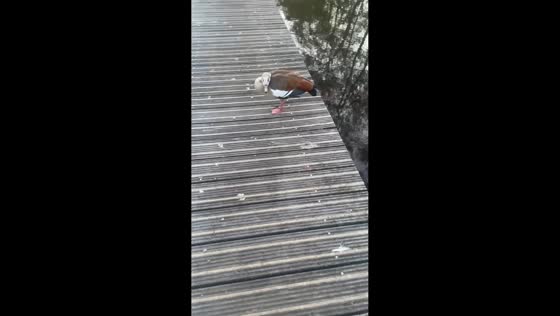 Goose chases boy after close encounter on deck in Boskoop, Netherlands