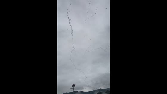 Large flock of migratory birds flies in formation in Shandong, China