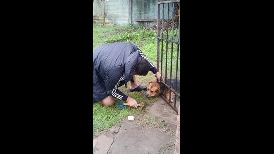Neighbor's dog freed from fence by good Samaritan