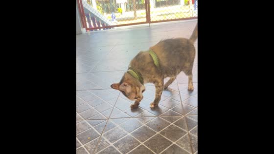 Cat and snake engage in tense encounter in Thailand