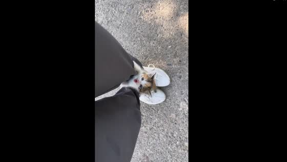 Departure delay: adorable kitten demands attention by climbing on owner's trousers
