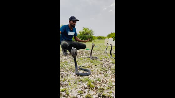 Four snakes stand in front of a person in Rajsamand