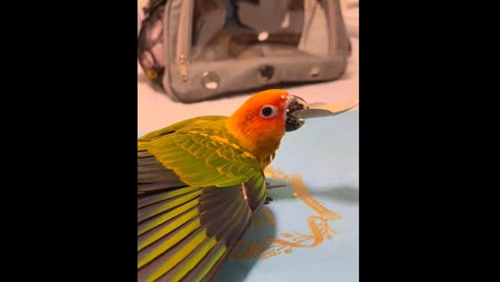 Parrot eagerly eats from spoon in Henan, China