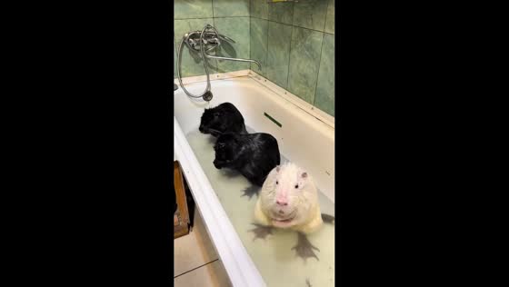 Three nutria bathe together in a tub in Yekaterinburg, Russia