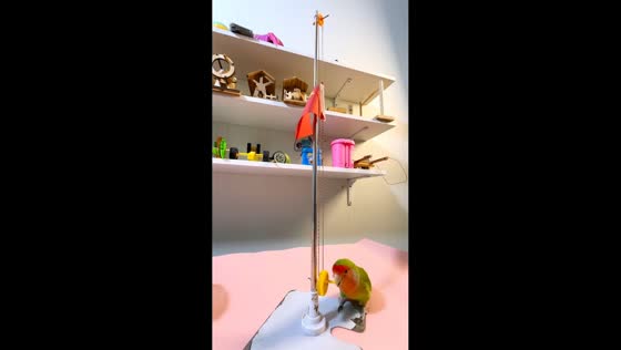 Lovebird rides toy skateboard and raises flag in Shandong, China