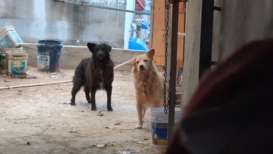 Adorable dogs show mismatched ears in Jiangsu, China