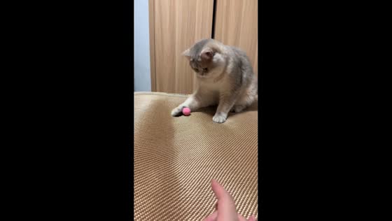 Cat shows impressive ball-catching skills in Fujian, China