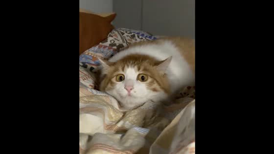 Domestic Longhair cat shows funny wide-eyed expression in Shanghai, China
