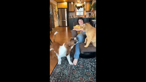 Playful cat and dog antics on lazy chair in Washburn, Wisconsin, USA