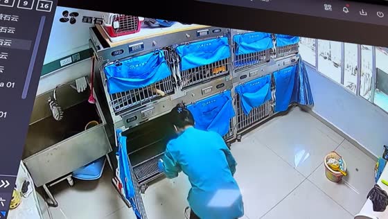 Playful cat taps worker during cage cleaning in Yunnan, China