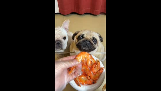 Pug and French Bulldog enjoy shrimp snack in Chongqing, China