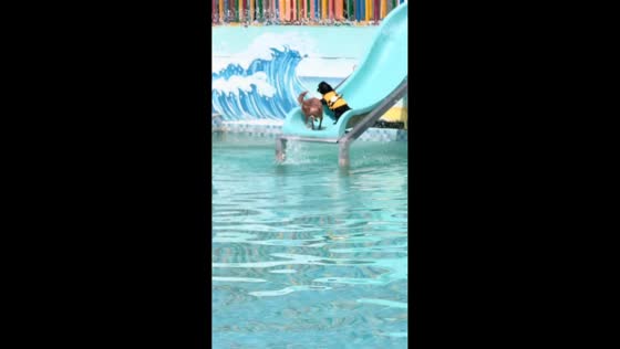 Dog accidentally knocks another dog into pool while sliding in Liaoning, China