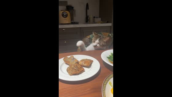 Cat's sneaky attempt to grab food interrupted in Shandong, China