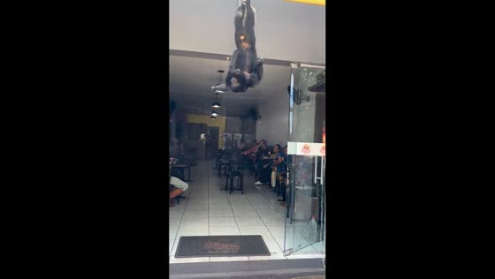Monkey hangs upside down outside store in São Francisco de Assis, Brazil