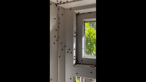 Swarm of ladybirds covering a window in Norfolk, England