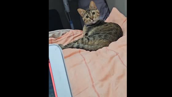 Cat reacts to slurping sounds while grooming