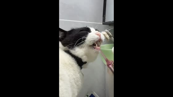 Cat plays with toothbrush in bathroom in Hubei, China