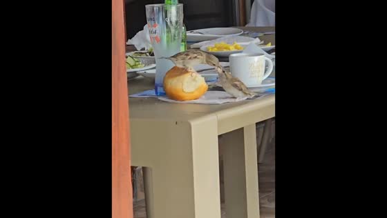 House sparrows appear to share a meal in Belgrade, Serbia