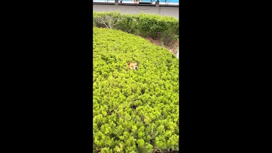 Playful dog surprises owner by popping out of bush hole in Liaoning, China