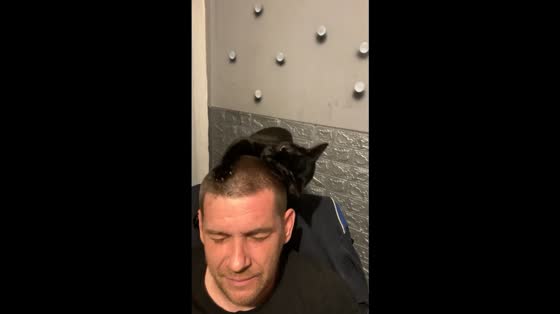 Playful Bombay cat scratches and licks man’s head in Chatham, England, UK