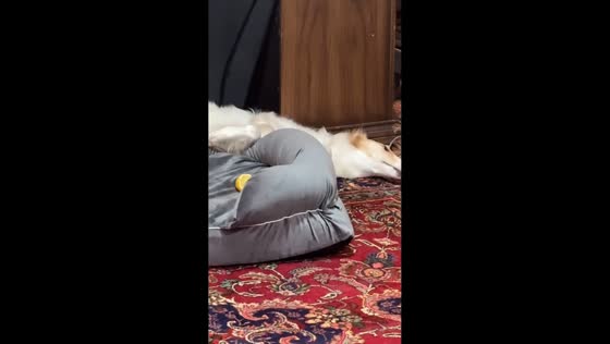 Dog reacts hilariously to lemon in Oregon, US