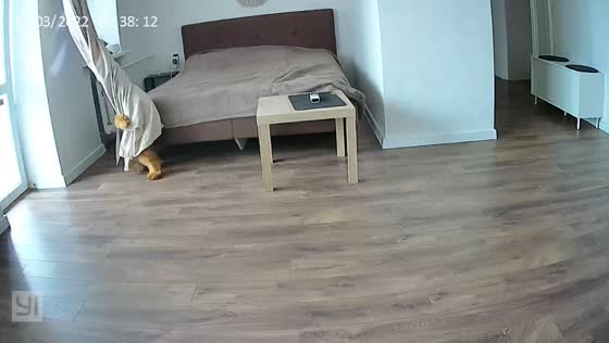 Dog hilariously wrestles with curtain in Baranovichi, Belarus