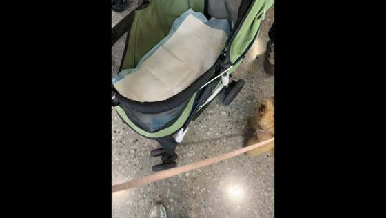 Adorable dog leaps into stroller after owner’s signal in Henan, China