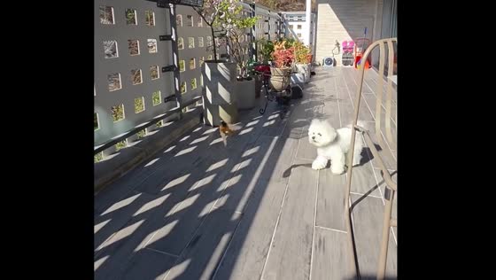 Bird attacks dog playing outside in Pohang-si