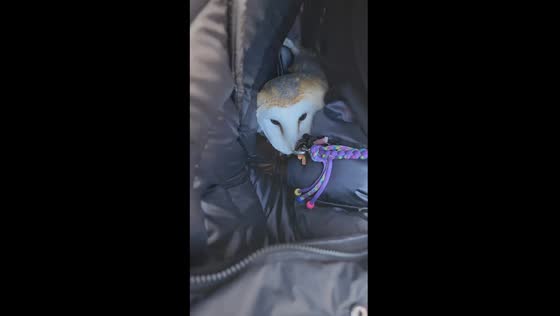 Barn owl snuggles: hidden feathers in Kanagawa