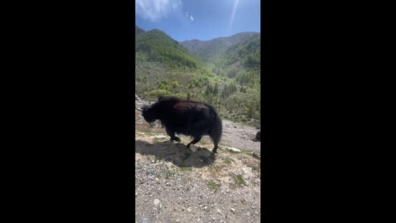 Yak pushes calf on mountain slope in Sichuan, China