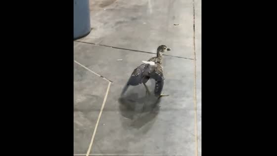 Worker startles bird, hilarity ensues