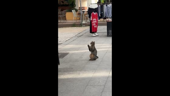 Cat makes adorable paw gesture while sitting on street in Istanbul, Turkey