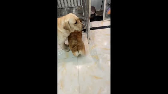 Labrador closes cage door on Corgi in Hunan, China