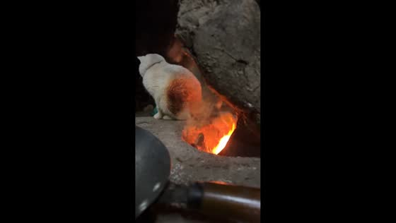 Cat relaxes dangerously close to a fire for warmth in Guangdong, China