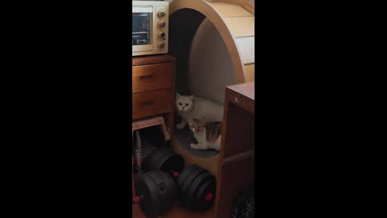 Cats race on exercise wheel in Shanghai, China