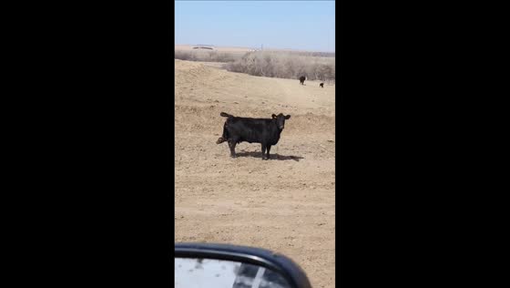Cow startled during birth, causing calf to fall in Scott, Kansas, USA